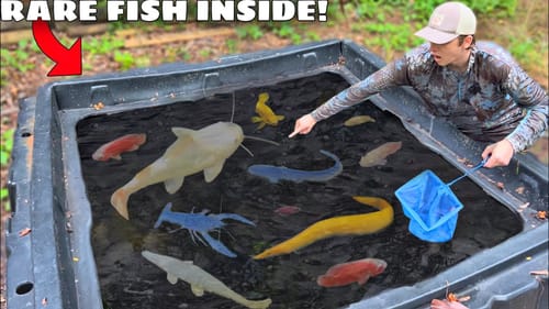 I Found Mysterious Fish LIVING in ABANDONED MUD POND!