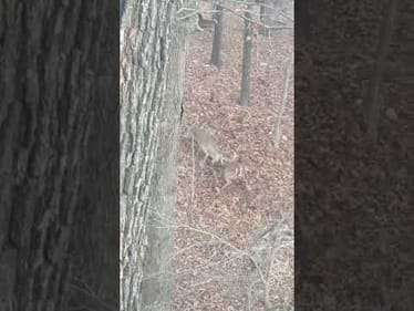 Establishing the natural pecking order! One of the craziest fights I have seen in Oklahoma!