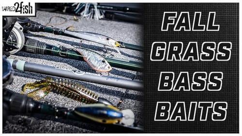 Best Fall Bass Lures and Setups for Grass Lakes