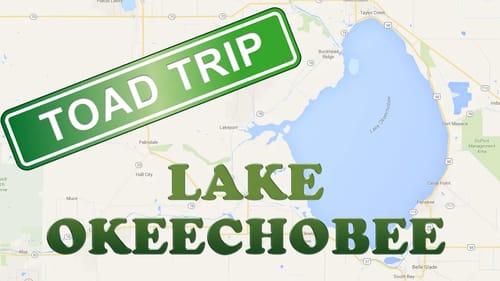 Toad Trip to Lake Okeechobee