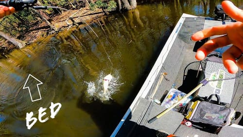 The FIRST WAVE of BASS Finally PULLED Up on BEDS!!! || Fishing For BEDDING BASS