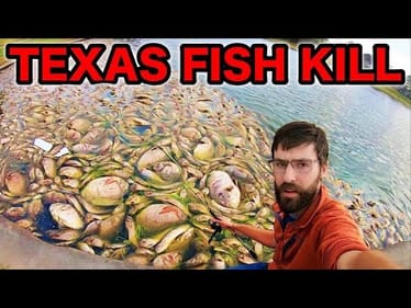 HUGE TEXAS FISHKILL AFTERMATH! (can I catch a living fish?)