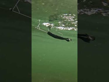 Take a look at the NEW @BerkleyFishingANZ  Toad Riveter Buzzbait 🐸😏