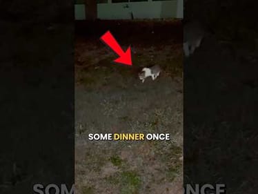 Can We Catch A Fish To Feed This Stray Cat? #fishing #fishingvideos #cat