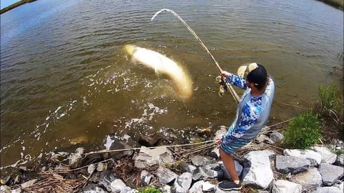 SALTWATER CANAL holds a MONSTER FISH!! (BIGGER than US)