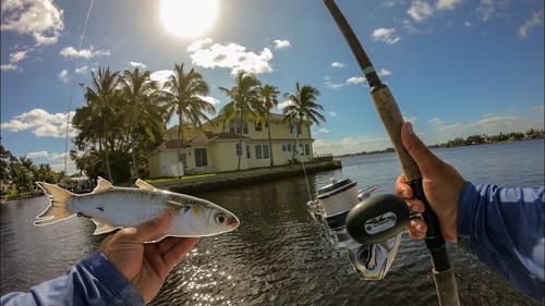 Fishing Live Bait Around Mega Houses