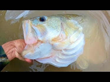 You WON’T BELIEVE what this GIANT BASS was caught on!!