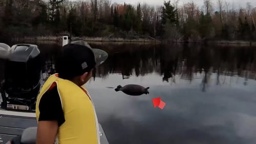 Dropshot Fishing for Smallmouth with the Megabass Hedgehog and Shimano Stella
