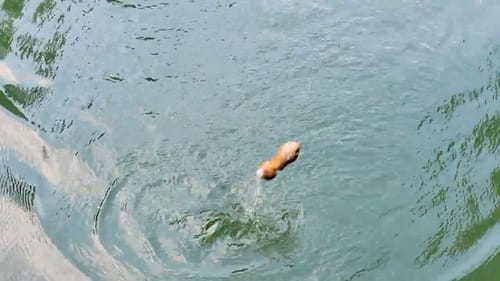 Swimbait Review: Throwback Bad Bunny