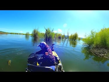 Sight Fishing Around Flooded Timber-Lake Berryessa(Yak-A-Bass)