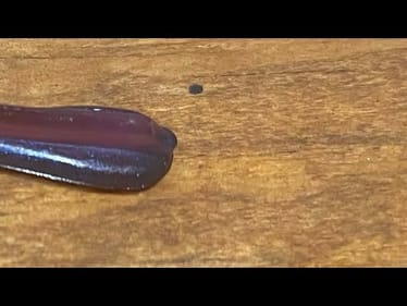 This Little Known Dropshot Bait Is Deadly On Fall Bass