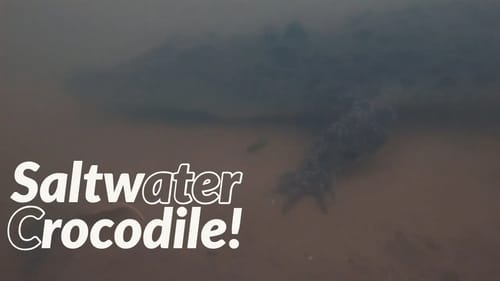 Crocodiles, Barramundi and Groupers on the Risk It For The Biscuit Series Part 5
