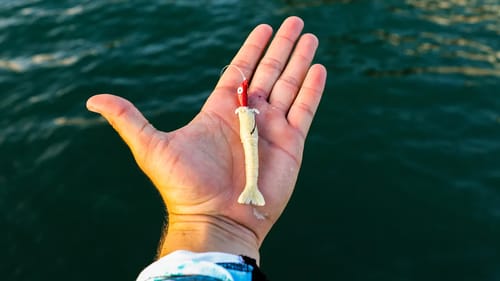 Inshore Fishing With Scented Artificial Shrimp