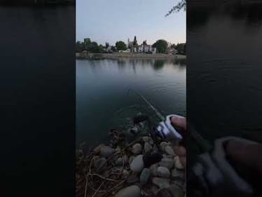 The catfish are in on it now too!   #fishing #catfish #why