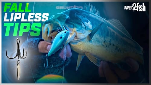 How to Fish Lipless Crankbaits for Fall Bass