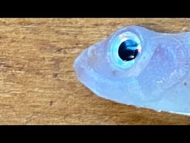 My Secret Ultra-Finesse Early Spring Swimbait Modification