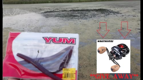 WACKY RIG finds BASS in GRASS INFESTED POND ****1,000 SUBSCRIBER GIVE WAY****