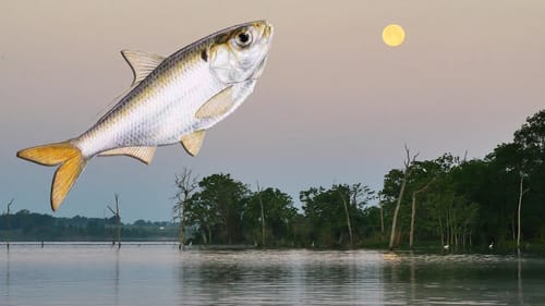Shad Spawning Tip for Bass