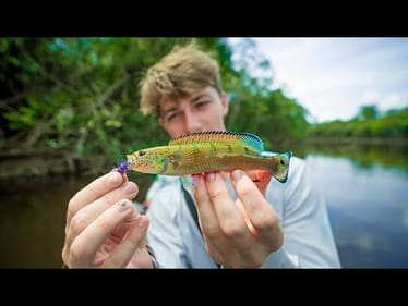Micro Fishing The RARE River Fish of The Amazon