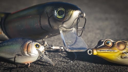 How to Catch Shallow Bass In Early Summer