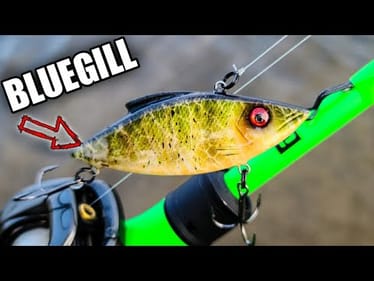 CRAZY Night of Spring Bass Fishing *Bluegill Lipless Crankbait*