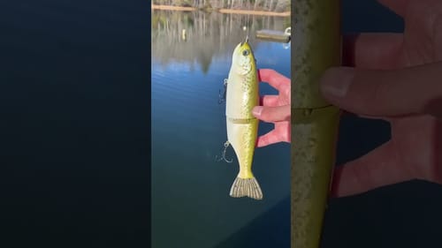 Swimbait Review: Hoog Trout