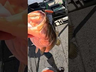 Giant Bass Eats My Jerkbait!! #winterfishing #bassfishing #bigbass