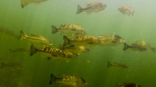 Underwater Footage From Bass Heaven!! (Is This Even Real?!) Insane Topwater Strike Footage!!