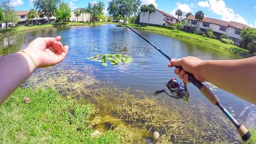 Light Tackle SNAKEHEAD Fishing! (Ft. Fishing With Norm)