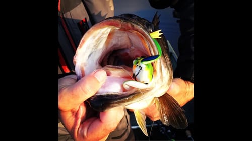 Topwater Tree Frog Bass Fishing - 2 Alabama Toads!