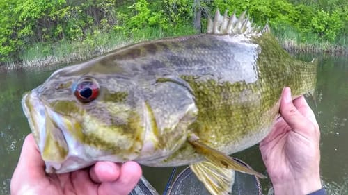 Kayak Fishing Smallmouth Bass On Beds
