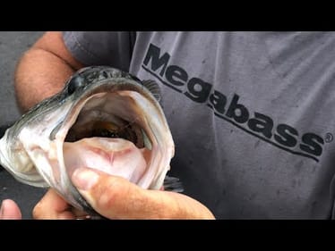 The Results Of This Bass Tracking Study Will Making You A Far Better Angler