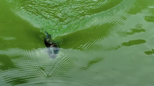 Swimbait Review: Toxic WNC and Chorizo
