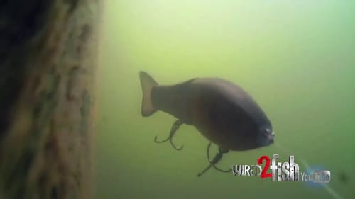 Watch BASS REACT to Different SWIMBAITS Fished Deep!
