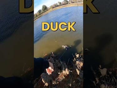 Helping a Hooked Duck At My Local Pond #fishing #fishingvideos