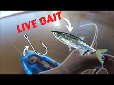 LIVE BAIT fishing for Winter BASS