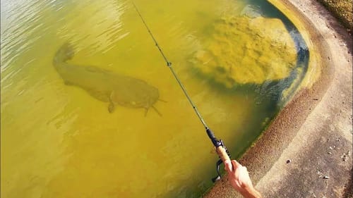 IT’S going to TAKE THE BAIT!!! (MONSTER)