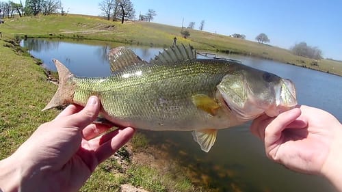 Big Bass at Yamamoto's Ranch (PB Broken!!)