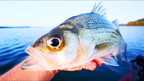 How to Catch BAZILLIONS of White Bass!