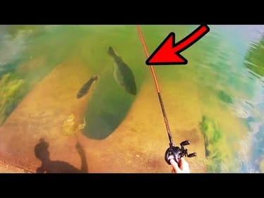 BIG BASS FISHING in CLEAR WATER CITY POND!