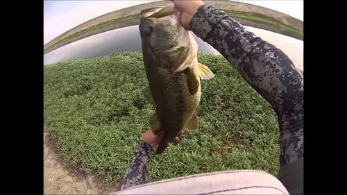 Bass Fishing with Spro Frogs