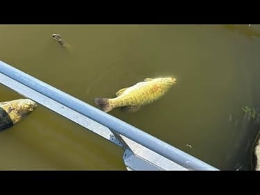 How Tournaments Are Killing More Bass Than Ever…