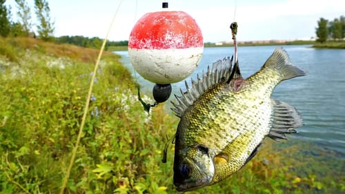 Fishing with Live Bluegill! CAUGHT MY NEW PB!!!