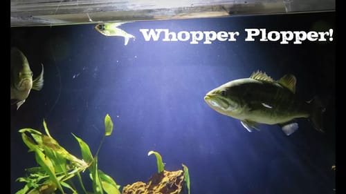 Pet Bass ATTACK Fishing Lures!!