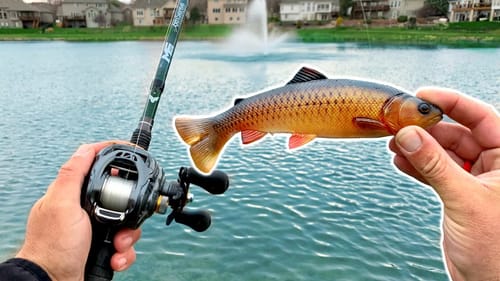 Searching for BIG BASS in a TINY Pond!! (Bank Fishing)