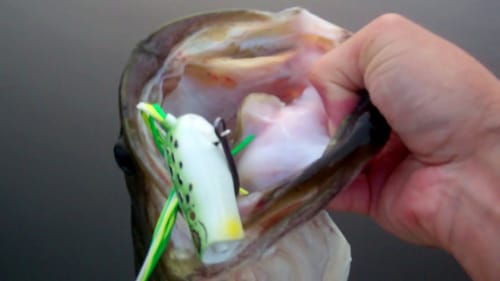 Top Water Bass Fishing with Frogs. Spro Poppin Frog.