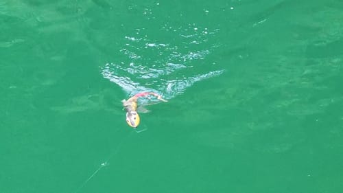 Swimbait Review: Johnny Rat