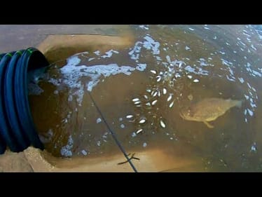 You've NEVER SEEN a BIG BASS FEEDING FRENZY LIKE THIS!
