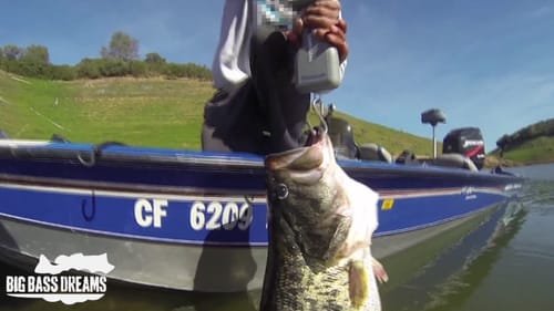 17 pound largemouth bass release