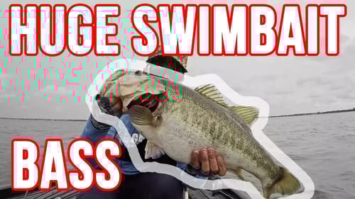 3 Fish Over 9lbs in a Row, INSANE Swimbait Bass